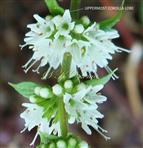  Verticillasters with Flowers